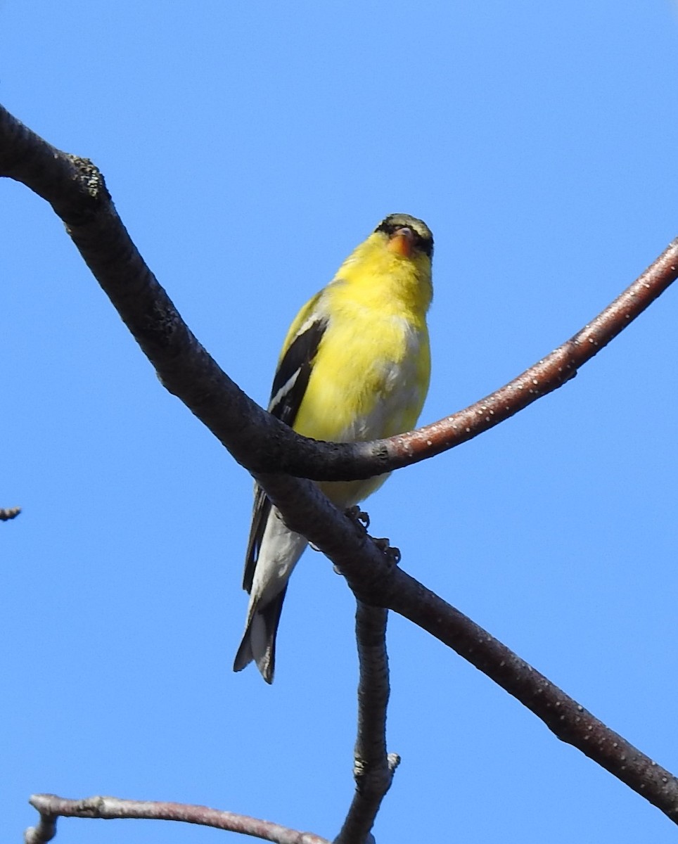 Chardonneret jaune - ML221604871