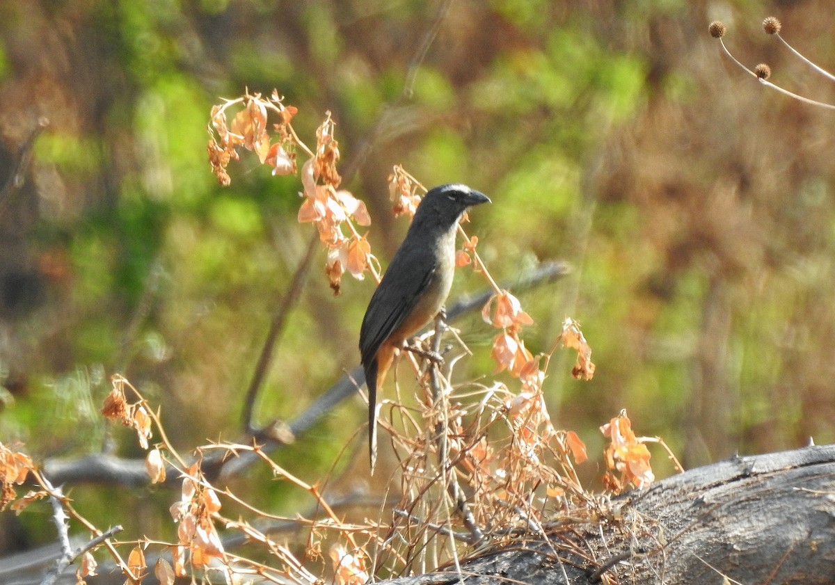 Cinnamon-bellied Saltator - ML221604991