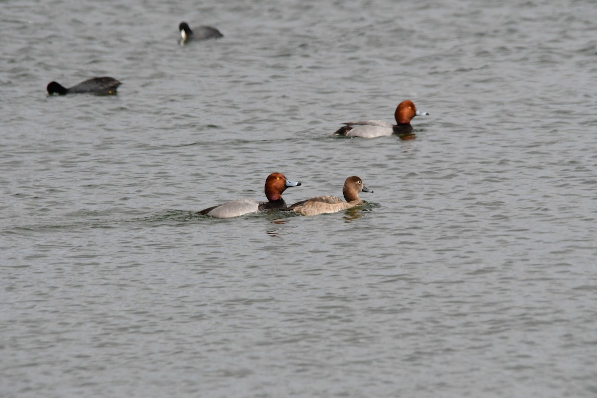 kobberhodeand - ML221605151