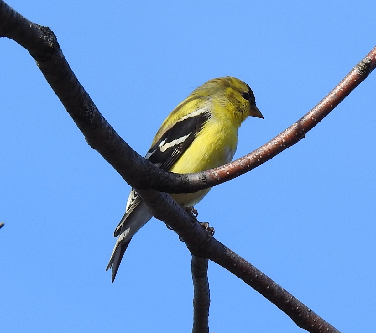 American Goldfinch - ML221605201