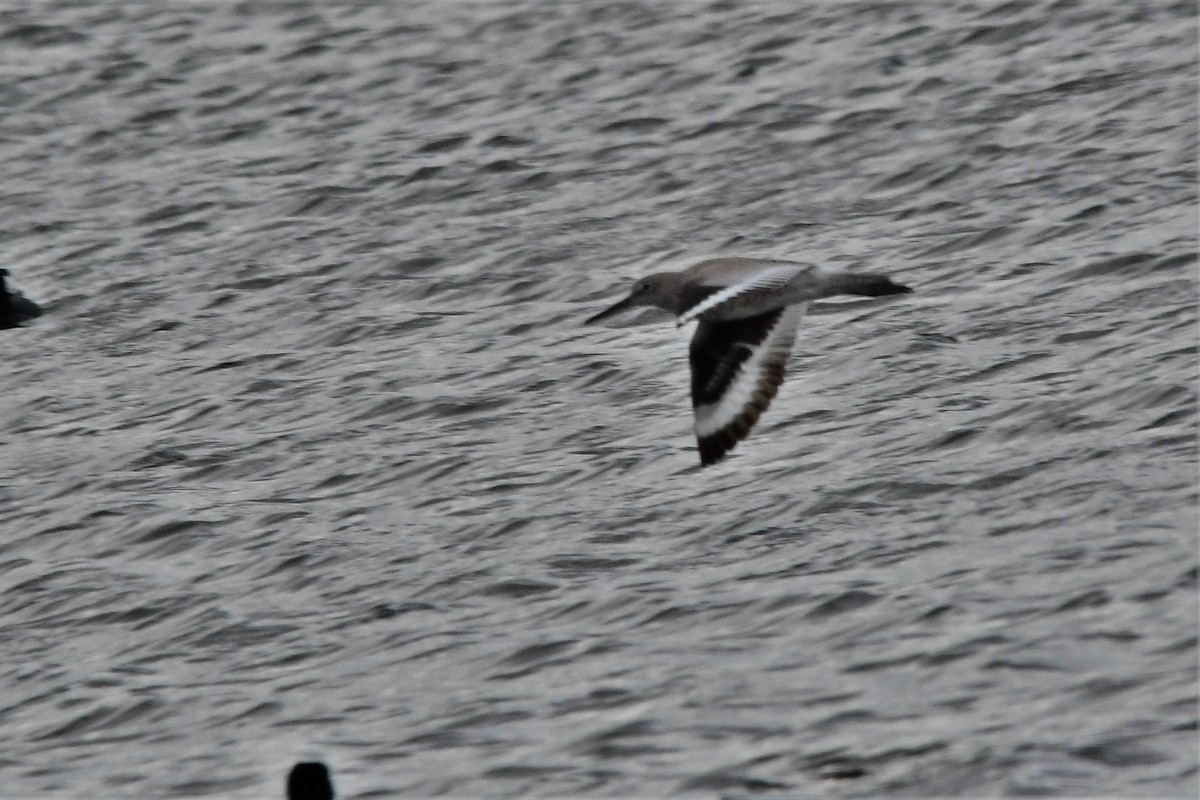 willetsnipe - ML221605311