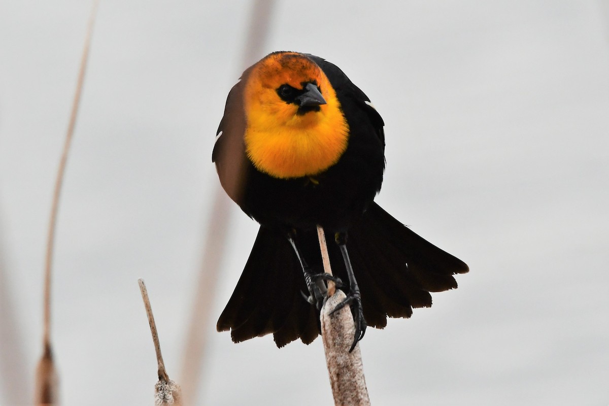 gulhodetrupial - ML221605711