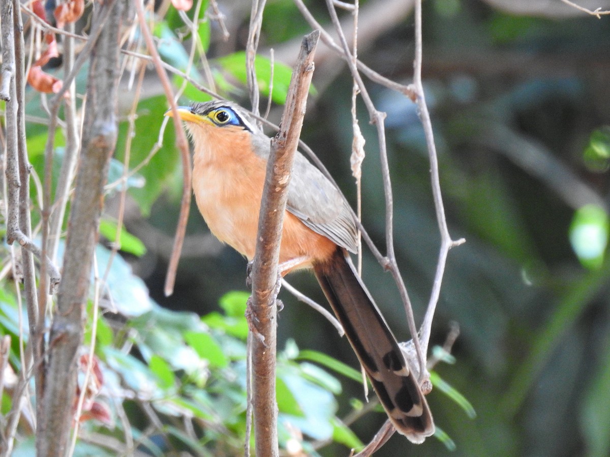 Lesser Ground-Cuckoo - ML221606151