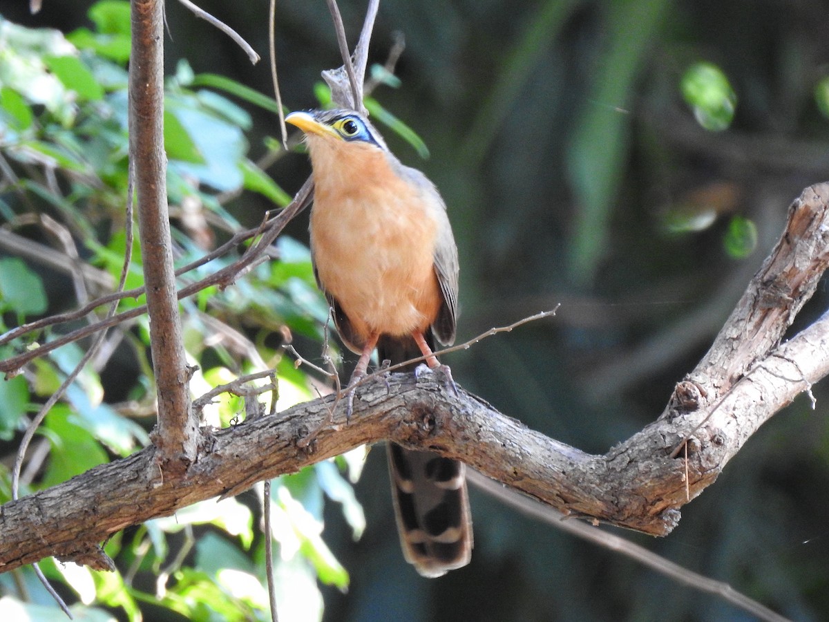 Lesser Ground-Cuckoo - ML221606211