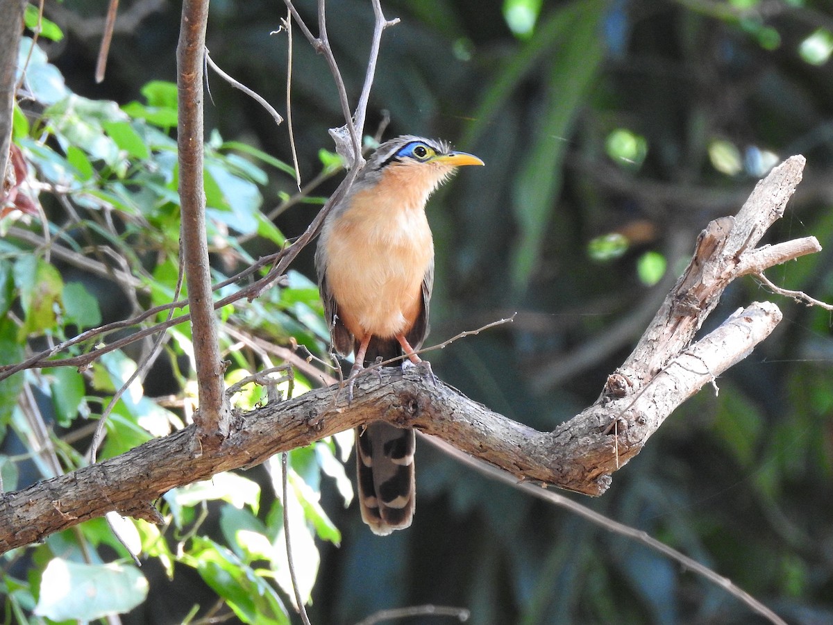 Lesser Ground-Cuckoo - ML221606231