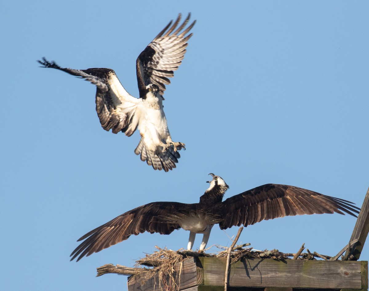 Osprey - ML221607391