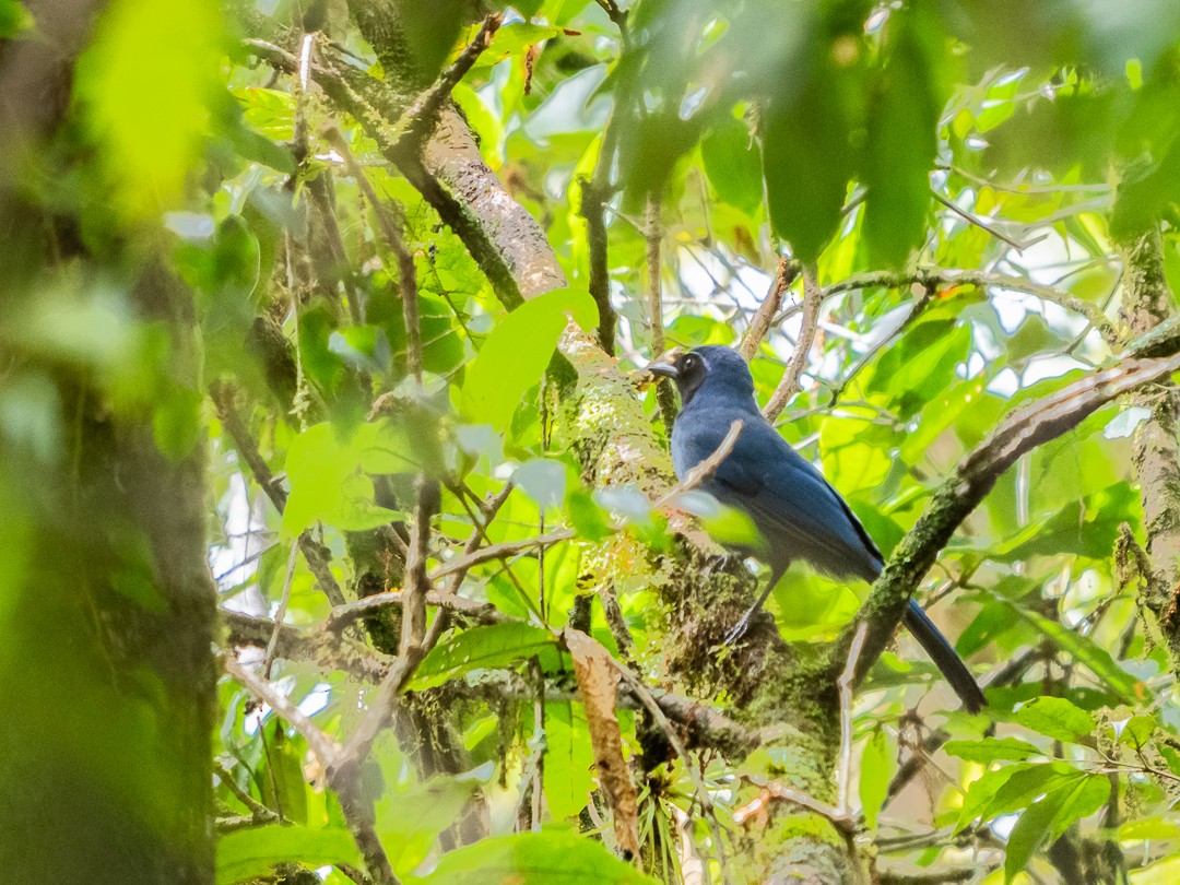 Black-throated Jay - ML221607731