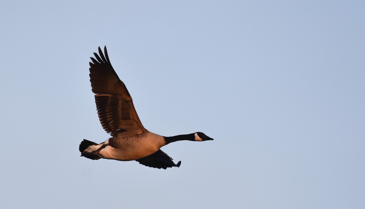 Canada Goose - Anthony Vanderheyden