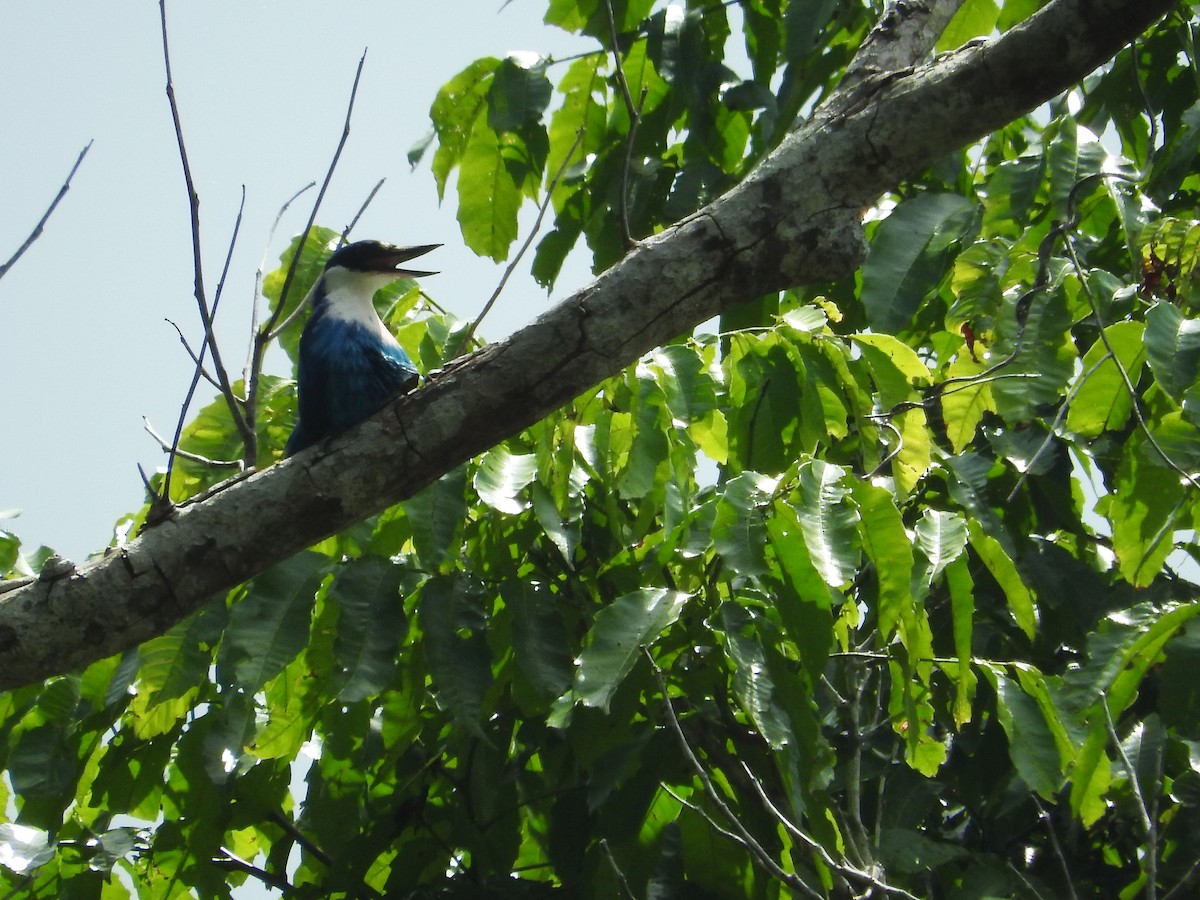 Lazuli Kingfisher - Pam Rasmussen