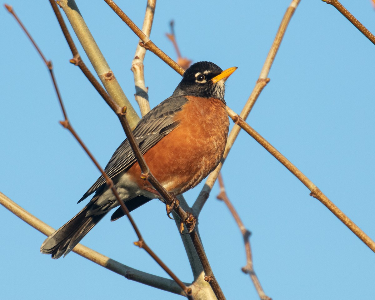 American Robin - ML221610181