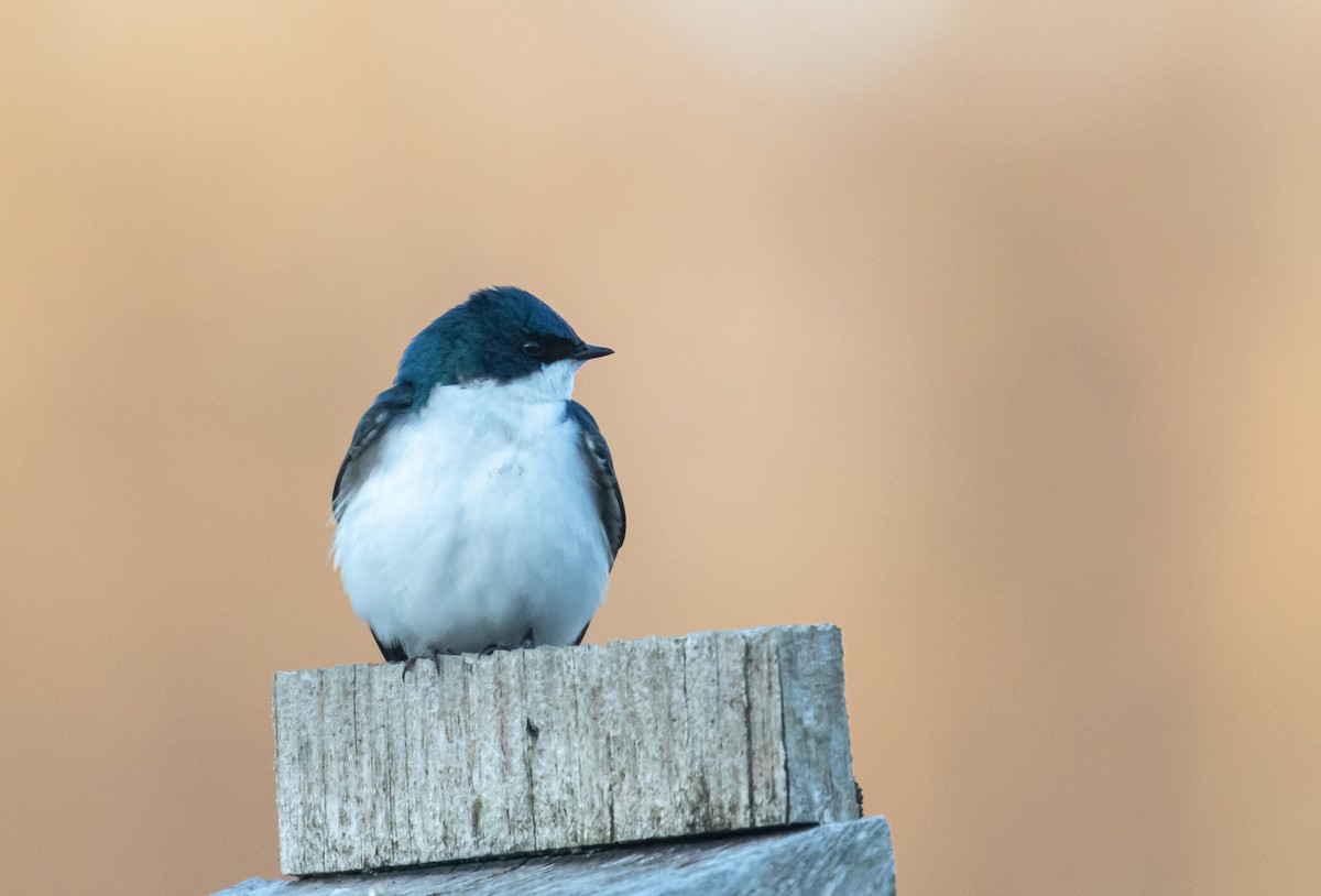 Tree Swallow - ML221610391