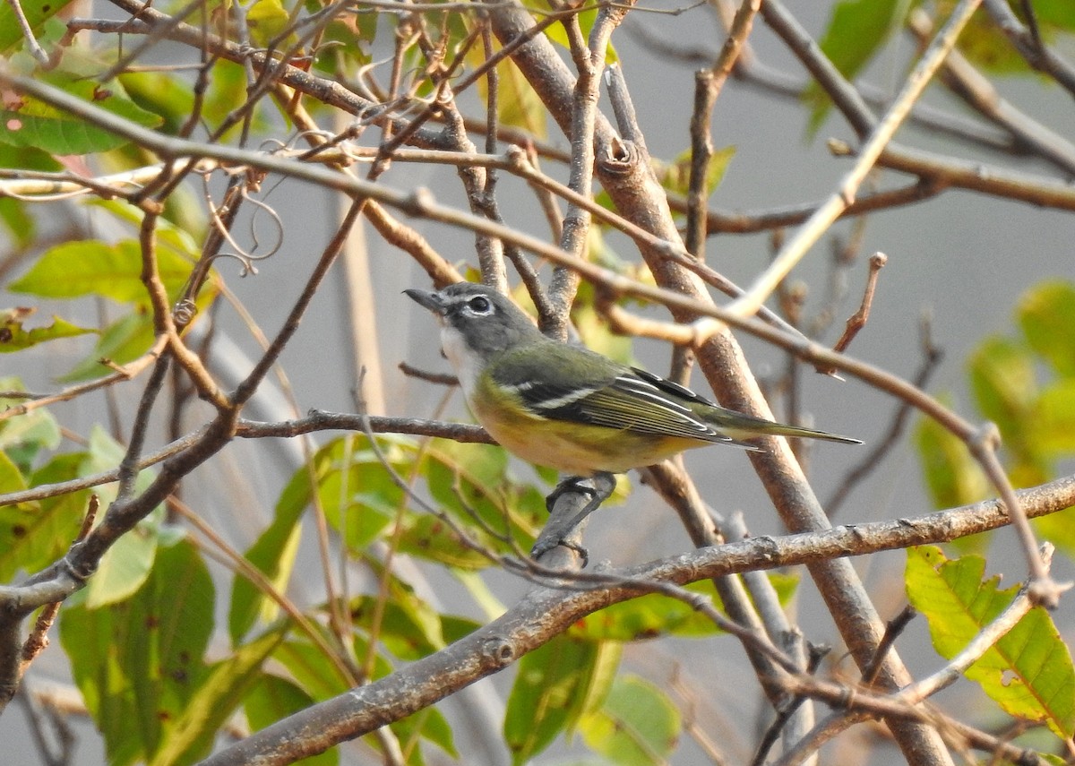 Vireo Solitario - ML221610451