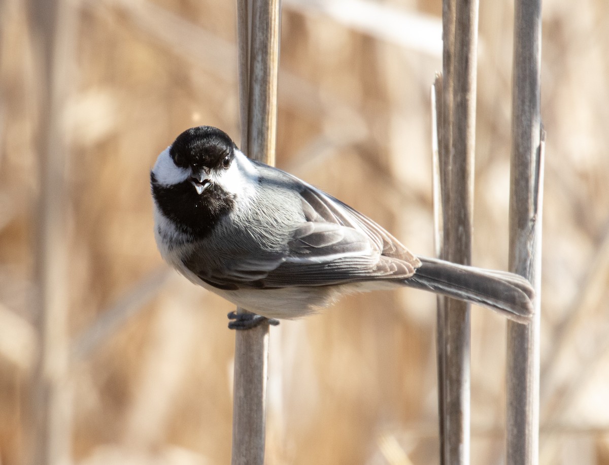 Black-capped Chickadee - ML221612101