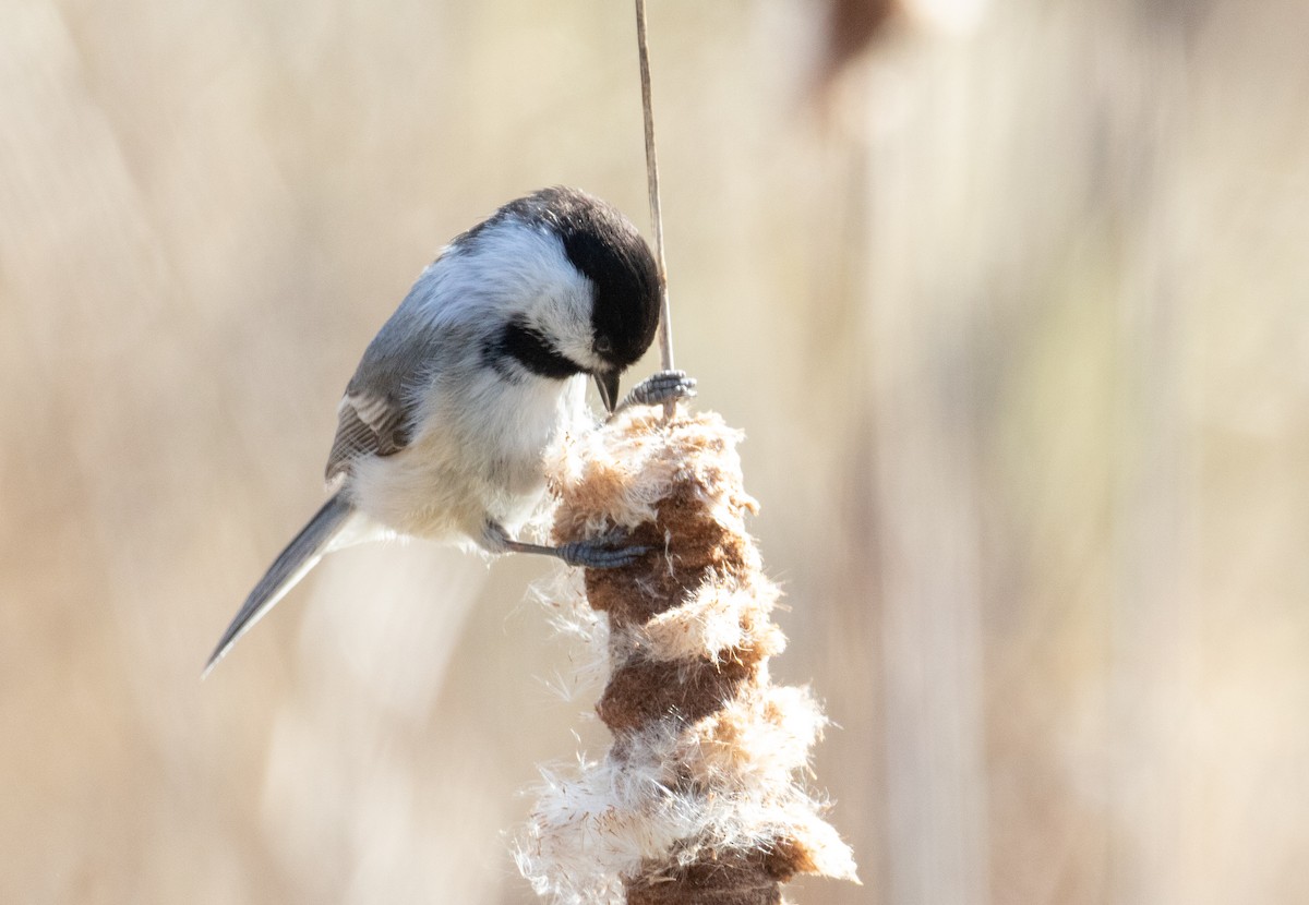 Black-capped Chickadee - ML221612111