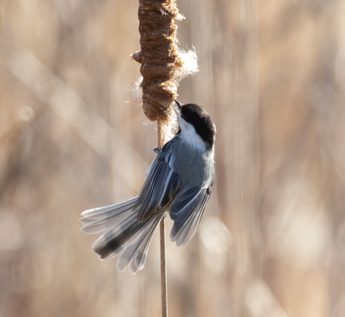 Black-capped Chickadee - ML221612131