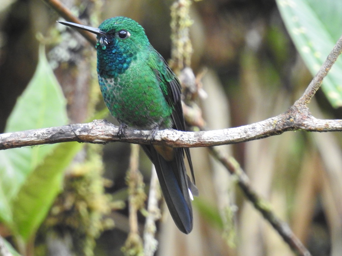 Rufous-vented Whitetip - ML221612491