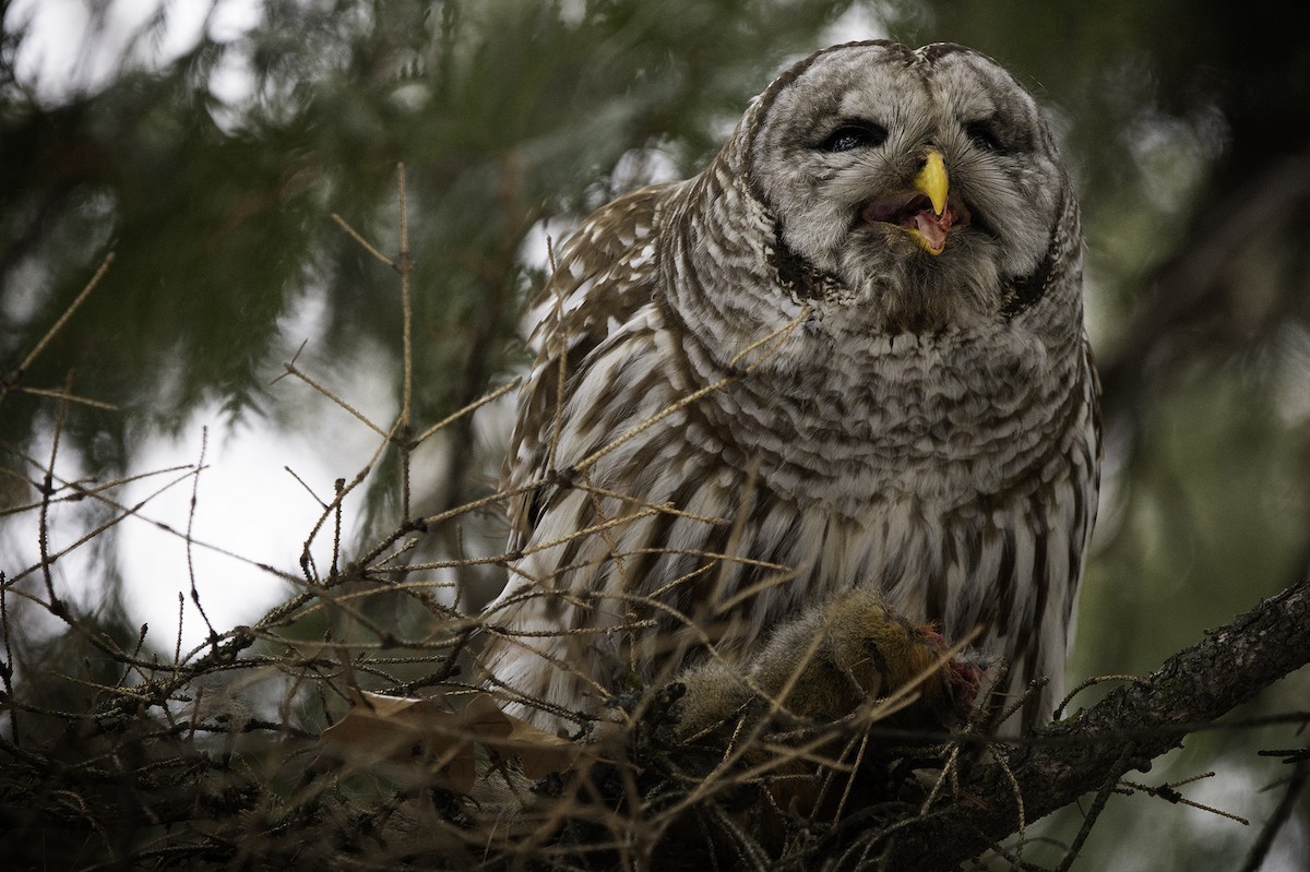 Barred Owl - ML221612981