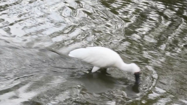 Royal Spoonbill - ML221613621