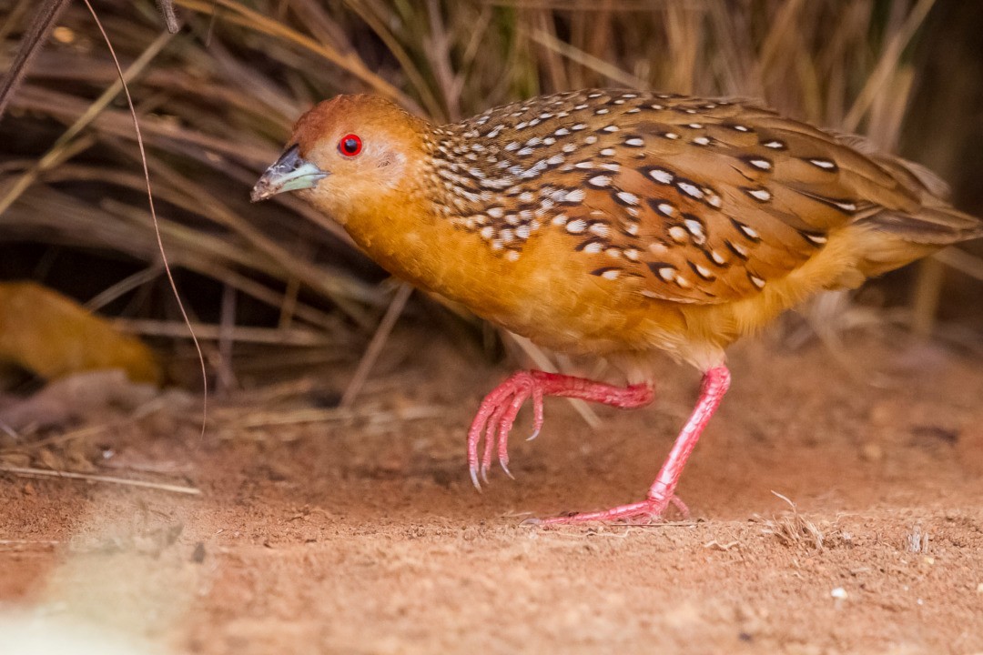 Ocellated Crake - ML221614551