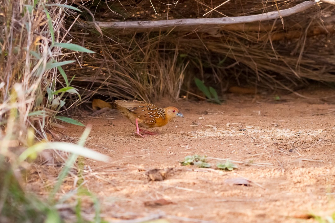 Ocellated Crake - ML221614581