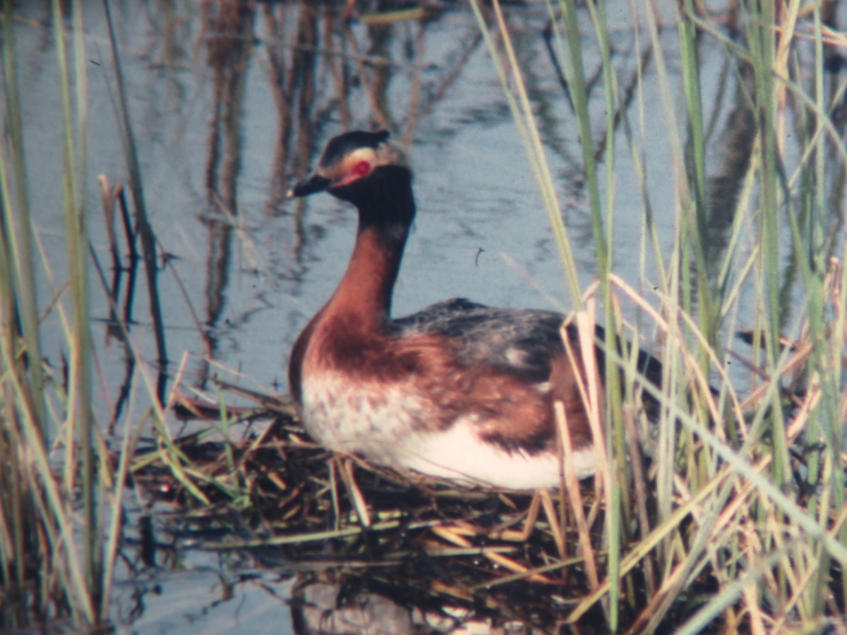 Horned Grebe - ML221615021