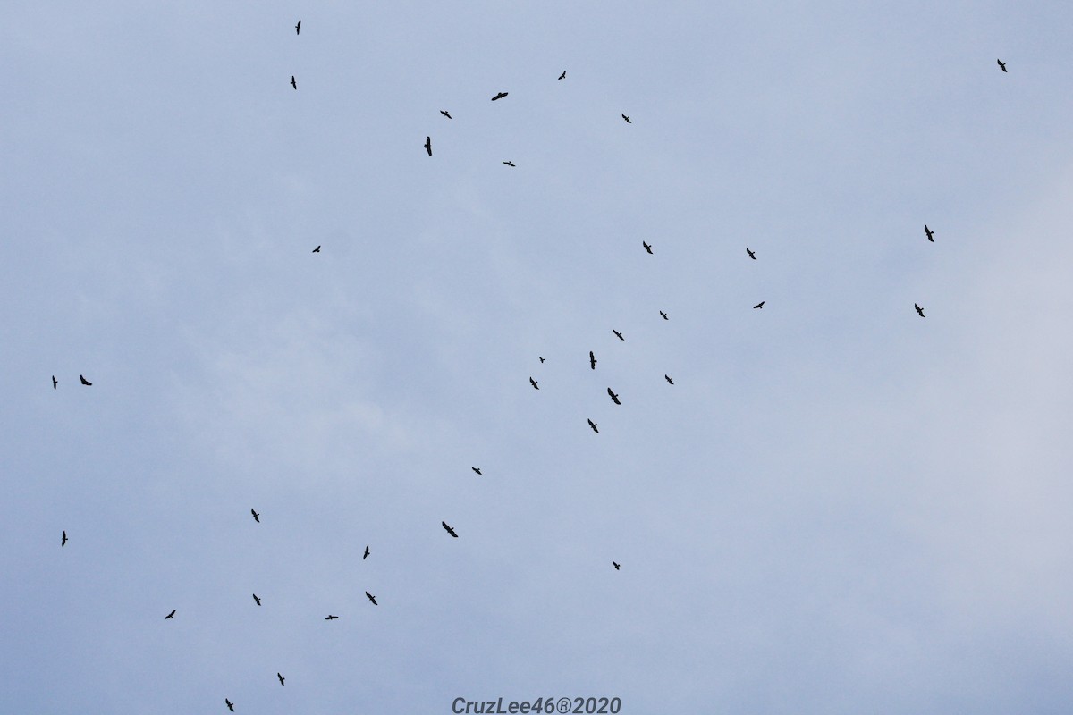 Turkey Vulture - ML221615871