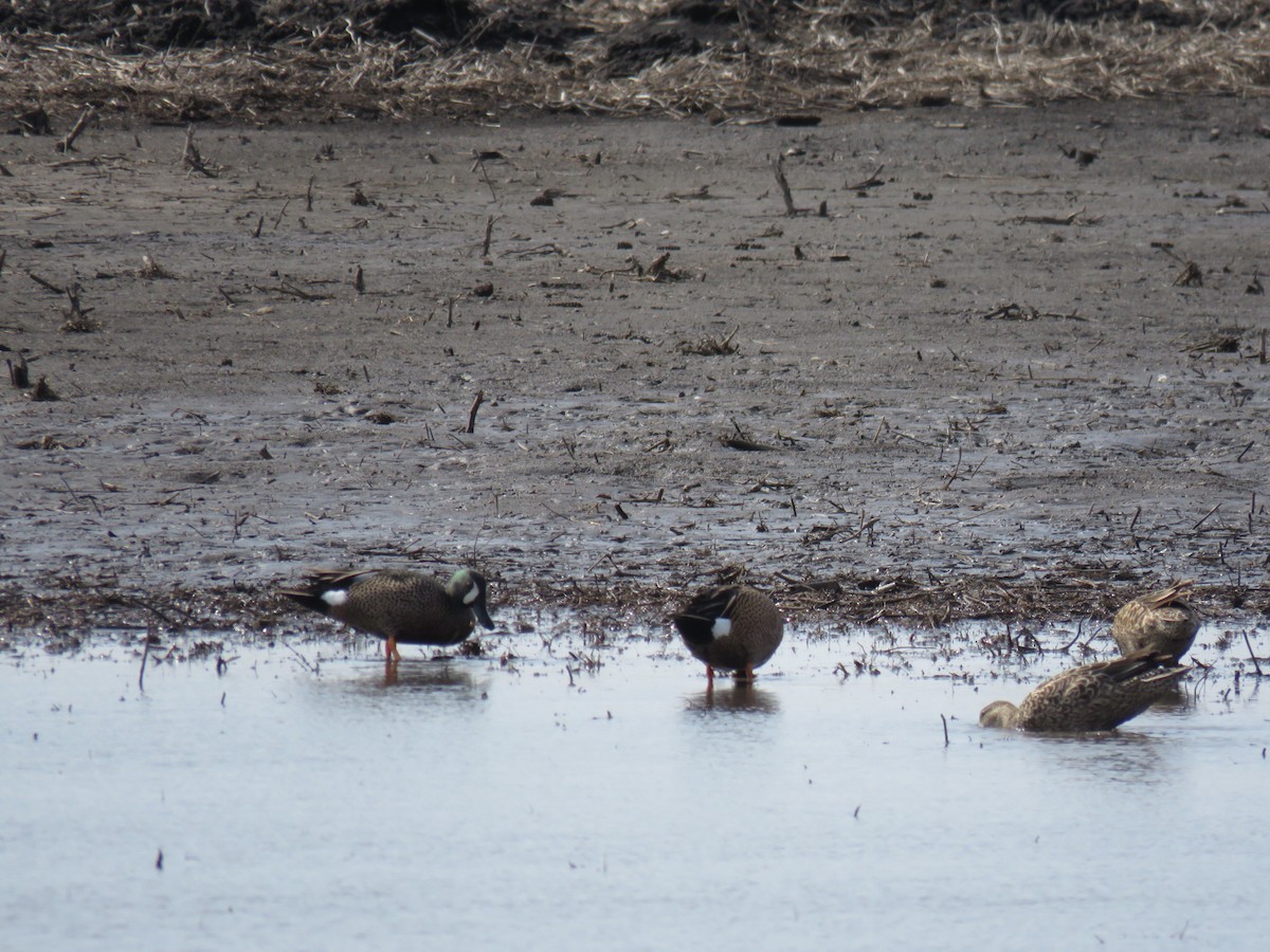Blue-winged Teal - ML221616371