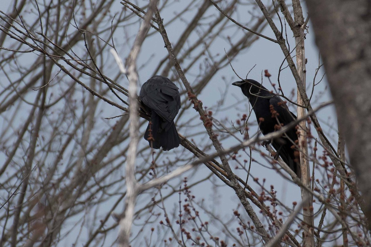 American Crow - ML221617331