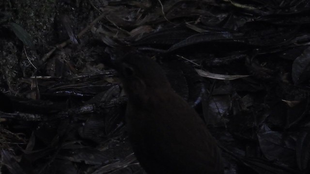 Rusty-tinged Antpitta - ML221621261