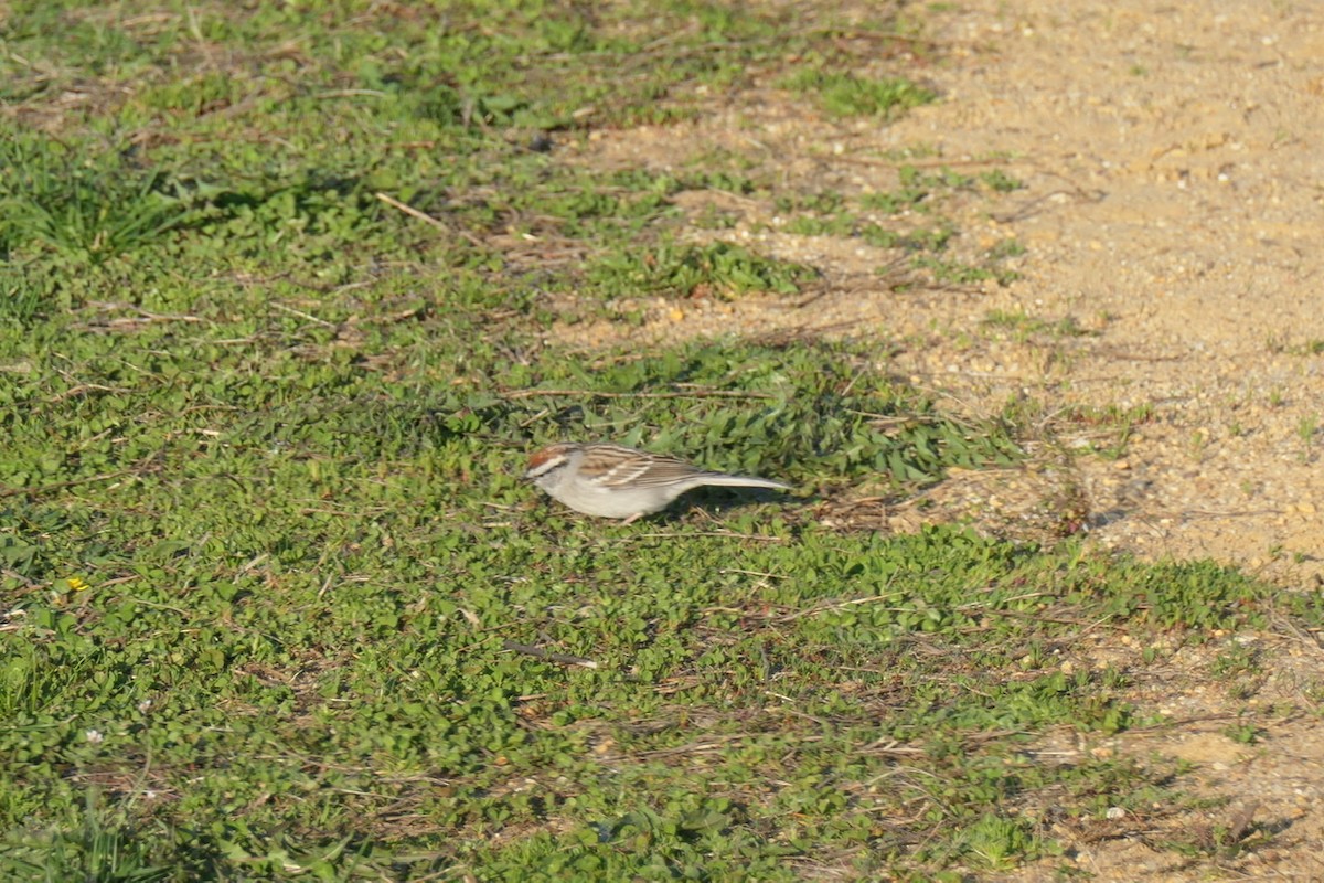 Chipping Sparrow - ML221621541