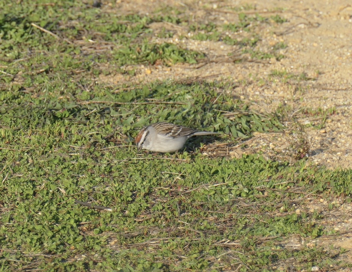 Chipping Sparrow - ML221621551