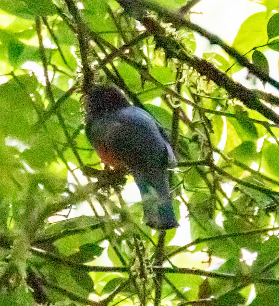 Collared Trogon - ML221623911