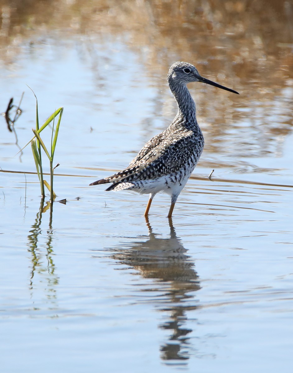 Greater Yellowlegs - ML221623981