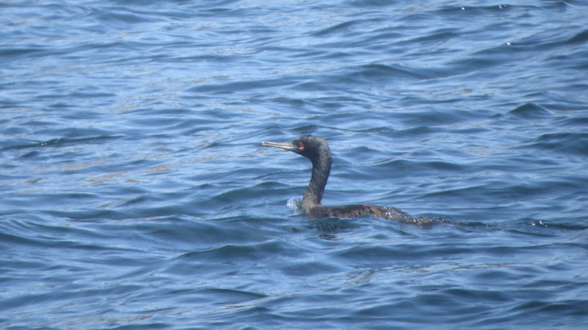 Guanay Cormorant - ML221625091