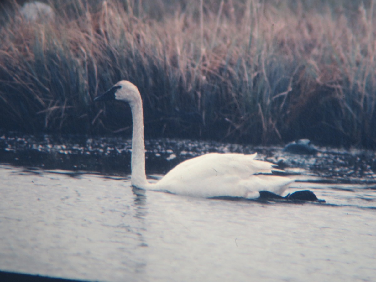 Trumpeter Swan - ML221625441