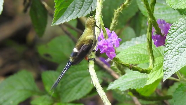 kolibřík ostrochocholatý - ML221626611
