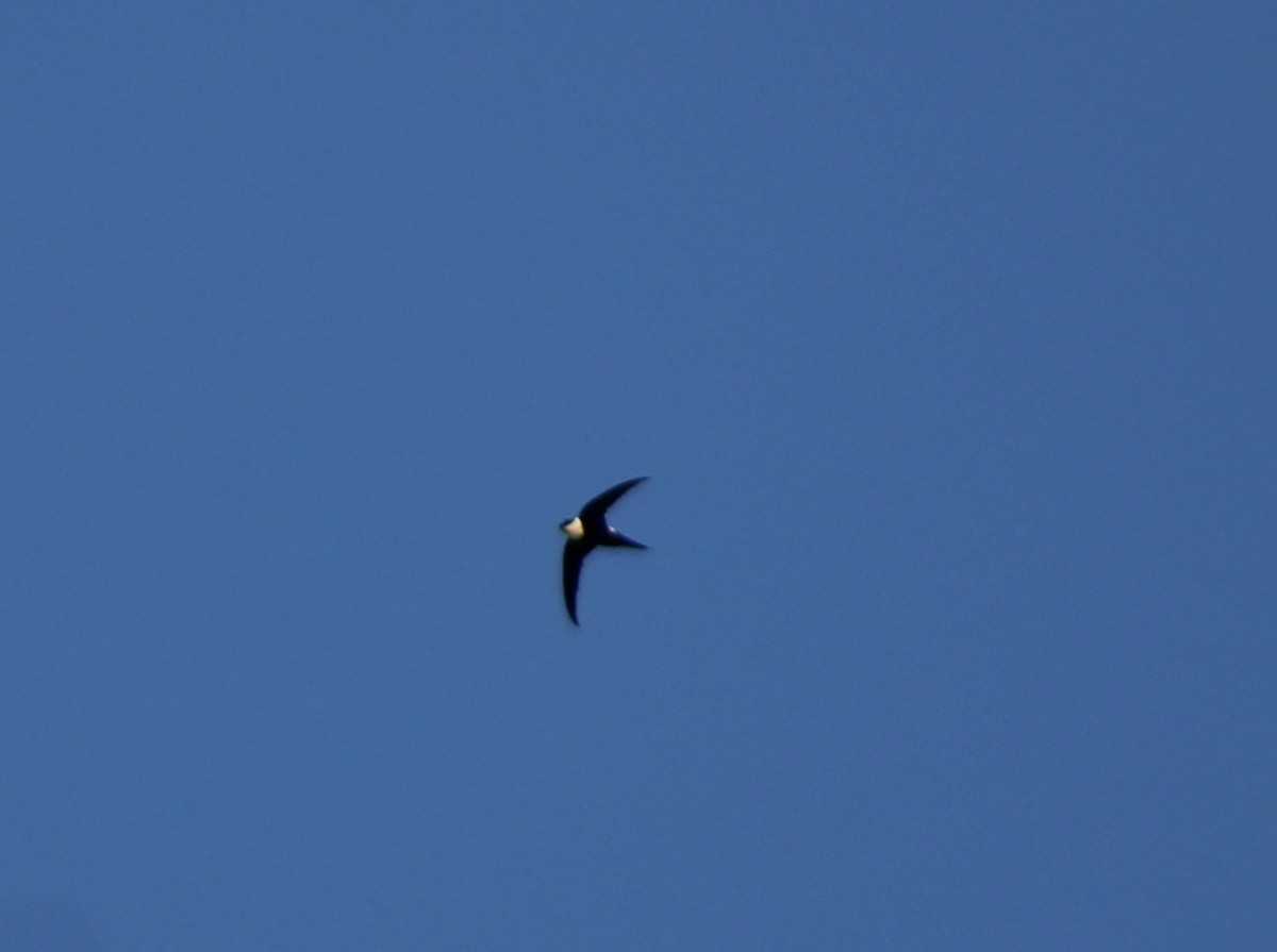 Lesser Swallow-tailed Swift - ML221628491