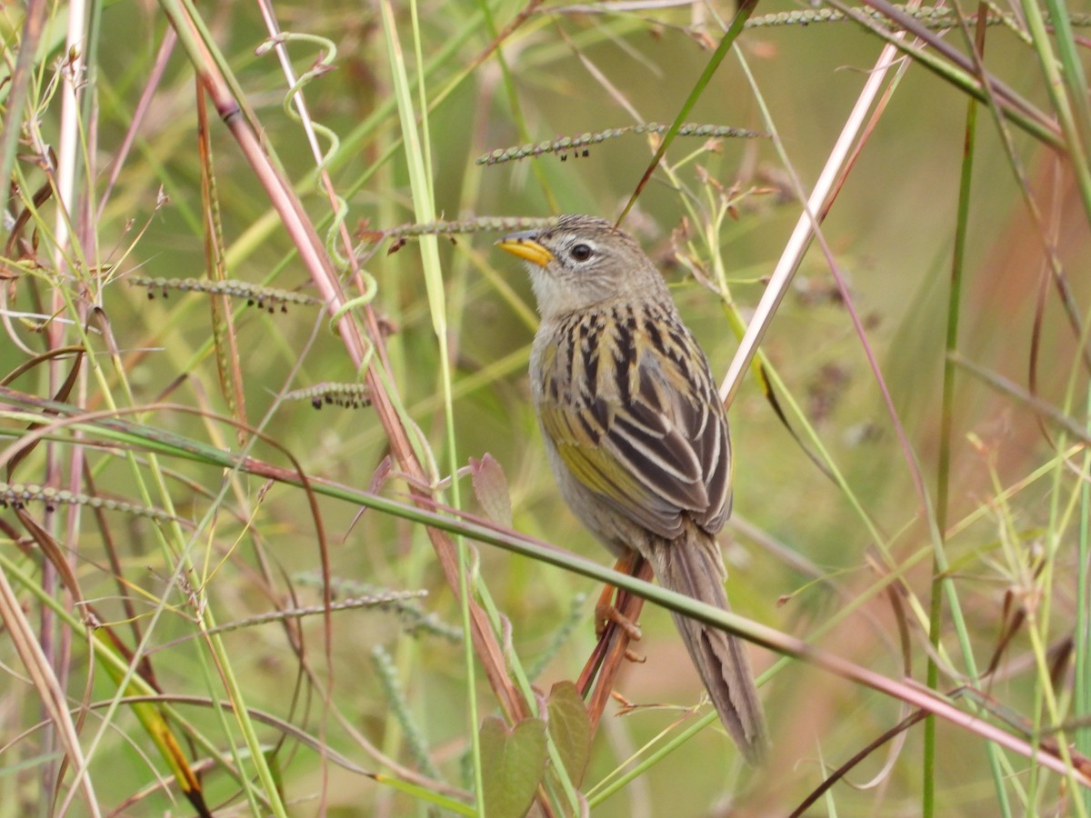 Wedge-tailed Grass-Finch - ML221628991