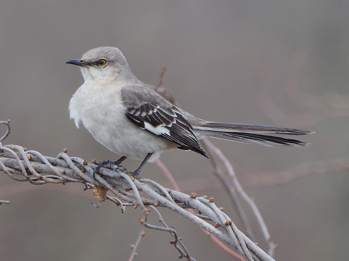 Northern Mockingbird - ML221629361