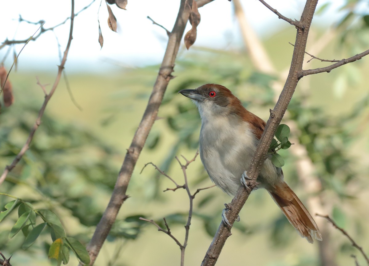 Great Antshrike - ML221629421