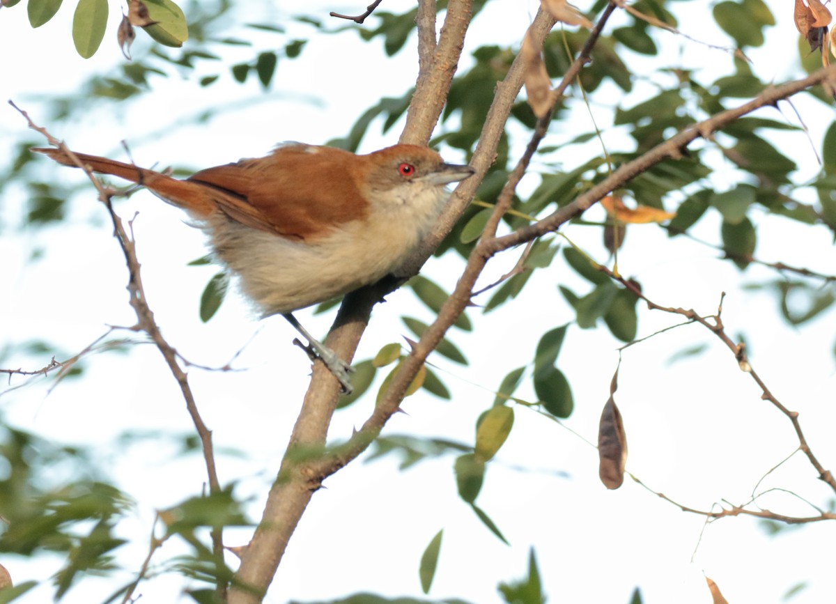 Great Antshrike - ML221629441