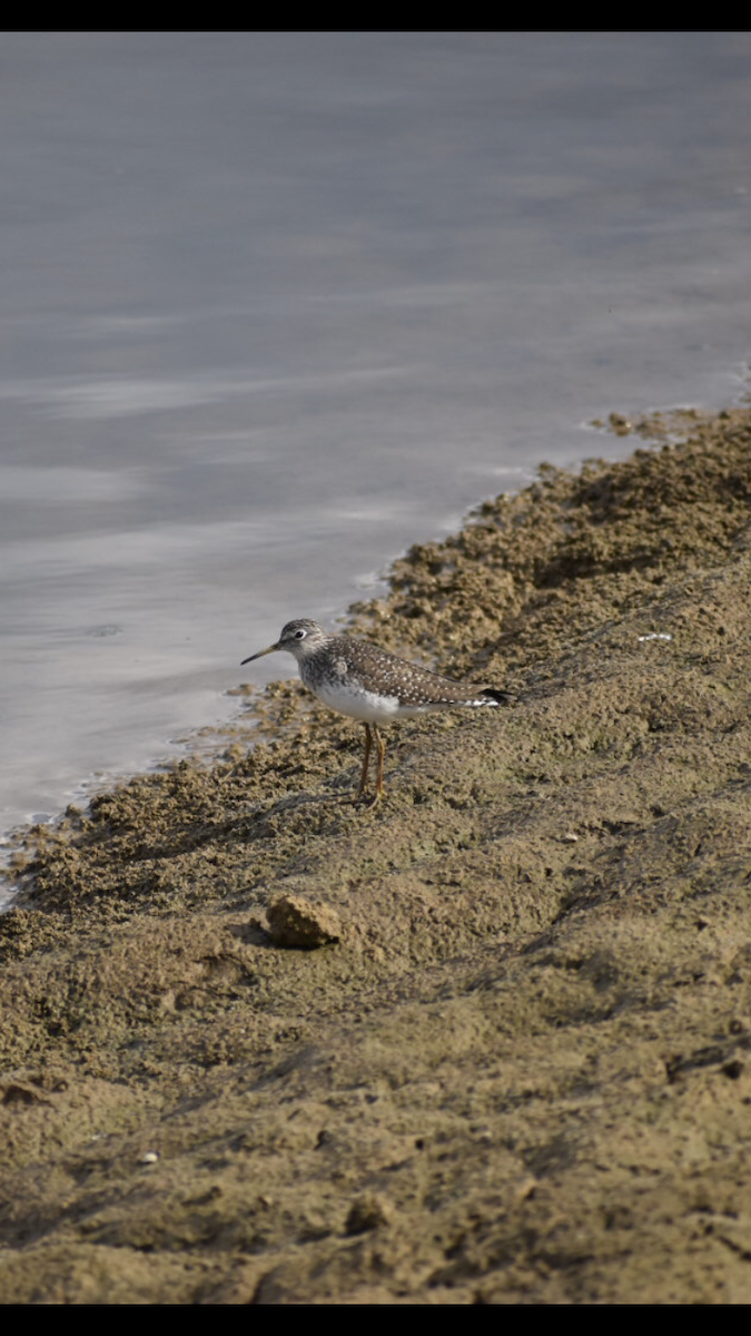 Solitary Sandpiper - ML221631901