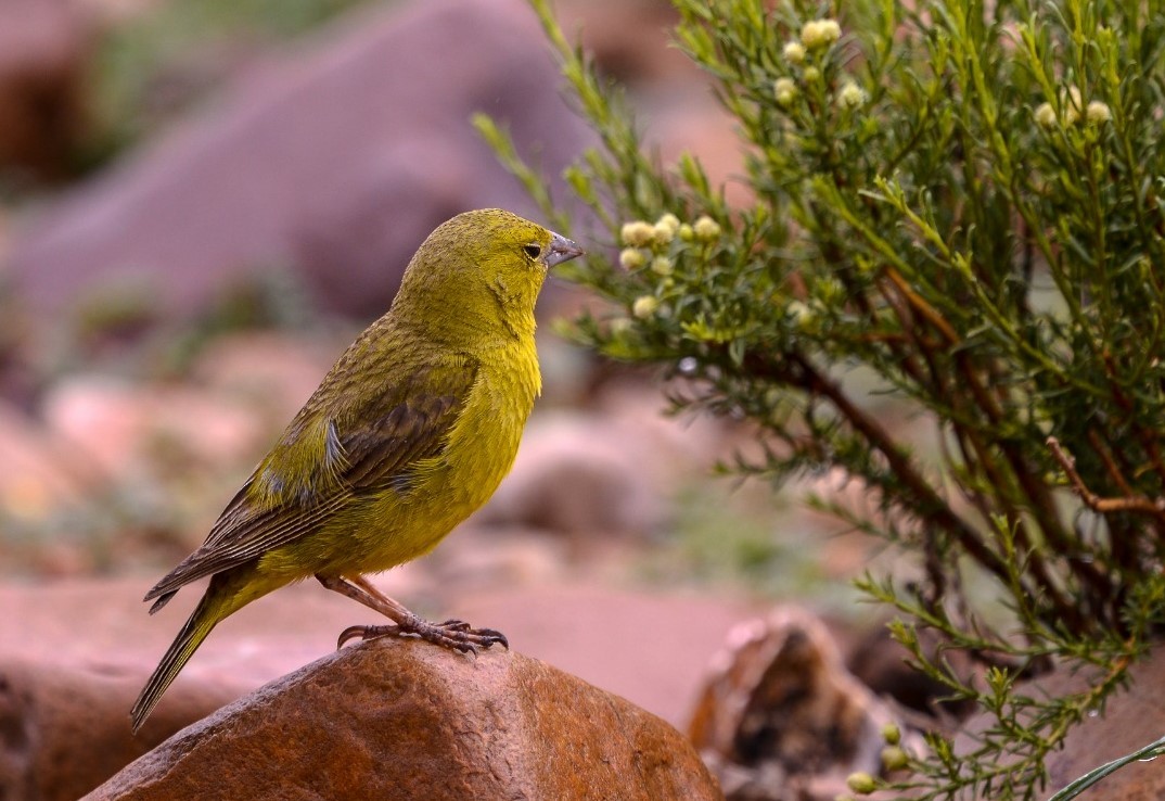 Greenish Yellow-Finch - Nicolás Bejarano
