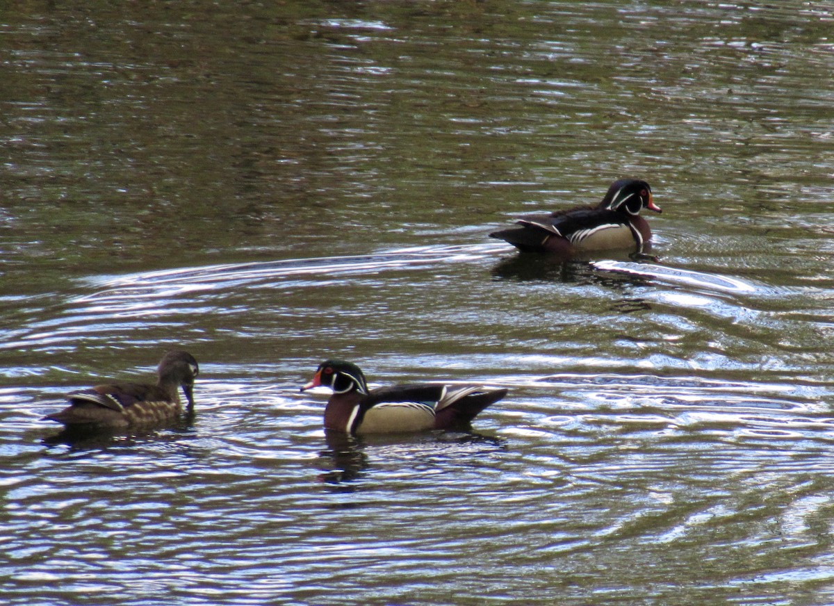 Wood Duck - ML221633371