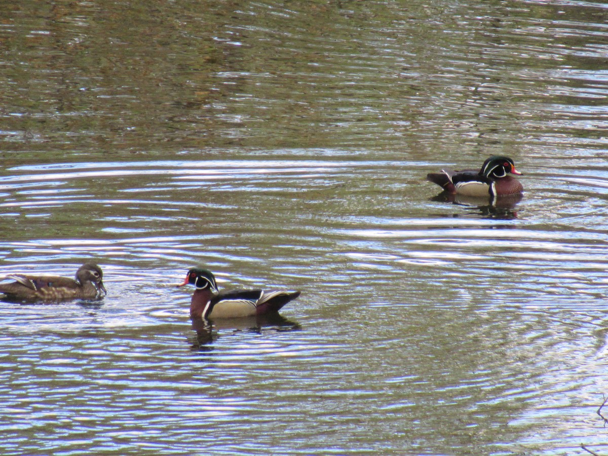 Wood Duck - ML221633421