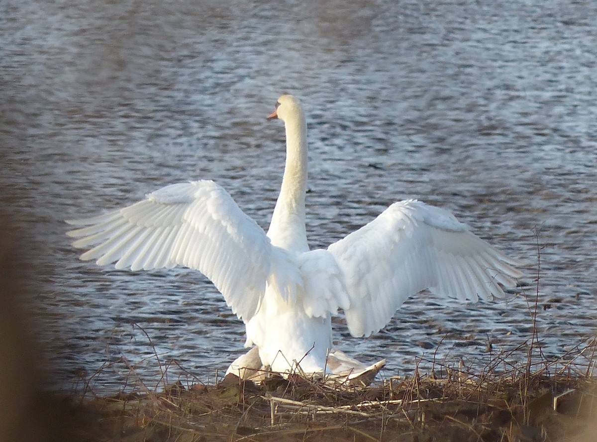 Cygne tuberculé - ML22163511