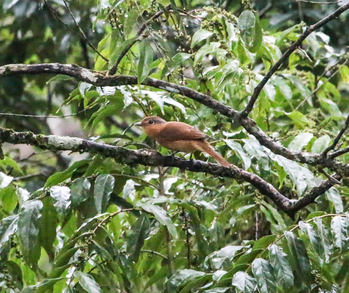 Chestnut-crowned Becard - ML221636871