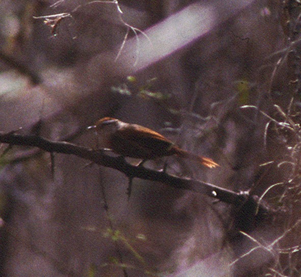 Line-cheeked Spinetail (Line-cheeked) - Javier Barrio