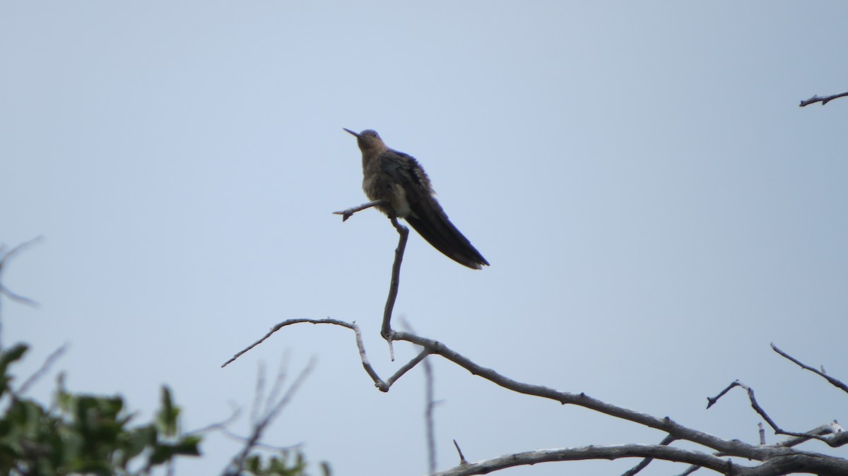 Colibrí Gigante - ML221638191