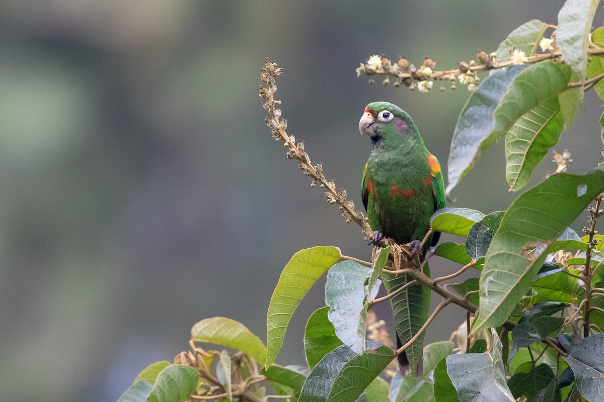 Santa Marta Parakeet - Cory Gregory